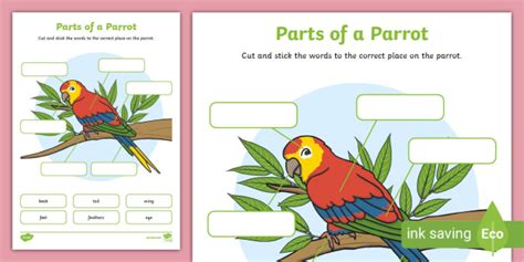 Parrot Labelling Activity (teacher made)