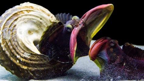 When Sarcastic Fringeheads Open Their Mouths, Watch Out - The New York Times