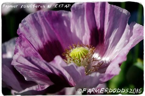 papaver somniferum seeds | Papaver Somniferum SEEDS POPPY HERBS FRUIT WILD FLOWERS