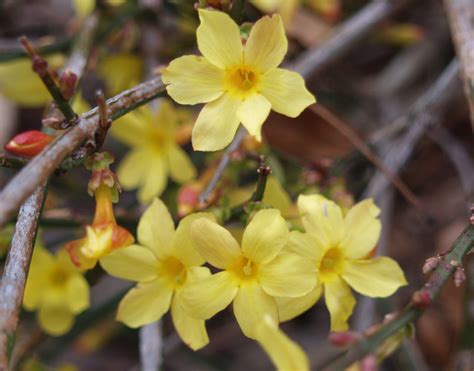 Winter Flowering Jasmine Plants - Garden Plant