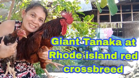 Giant Tanaka at Rhode island red crossbreed natin ano kaya ang resulta ...