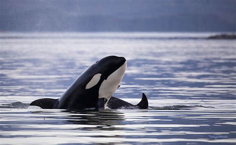 Orcas Of Alaska (Medium) – Wyland Worldwide