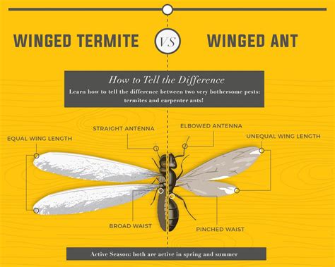 How to Tell Flying Ants vs. Termites Apart