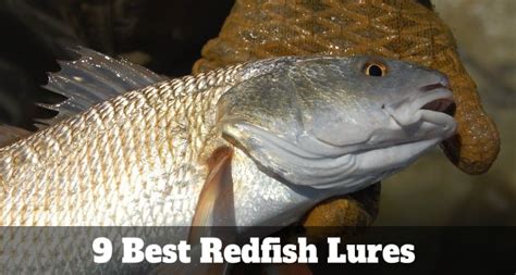 Best Redfish (Red Drum) Lures 2022: Best Lures for Red Drum | Stop Fishing Start Catching