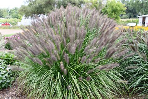 All About 'Red Rocket' Pennisetum - Good Earth Garden Center