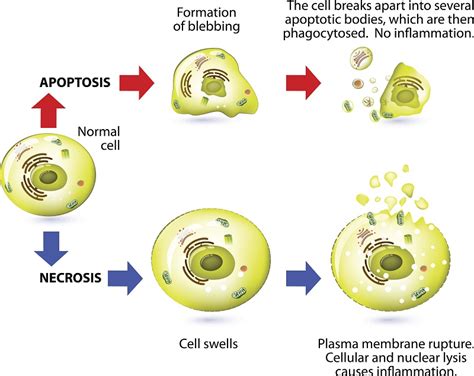 When Cell Death Goes Bad - Researchers Discover Role in Cancer and Inflammation-linked Diseases ...