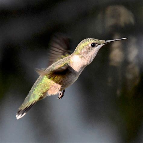 Rufous Hummingbirds - Legacy Land Trust