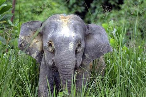 Excitement N Net: Smallest Elephant in the world - Bornean Pygmy Elephant