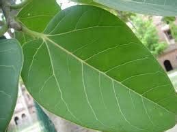 Fresh Banyan Tree Leaves/Bar ke Patte/Herbal Medicine/Ayurvedic Dava ...