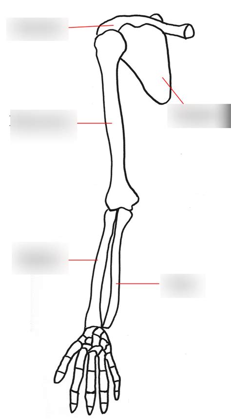 Arm and Hand Bones Diagram | Quizlet