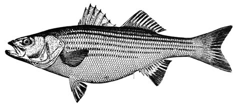 Striped Bass | ClipArt ETC