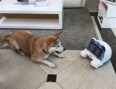 PEDDY Smart Pet Companion Robot » Gadget Flow