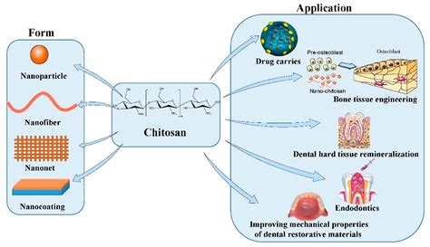 Molecules | Free Full-Text | The Application of Chitosan Nanostructures ...