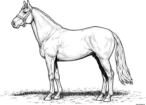 Coloriage cheval horse stallion - JeColorie.com