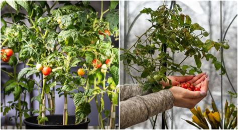 3 Clever Ways To Grow Tomatoes Through Winter - Tomato Bible