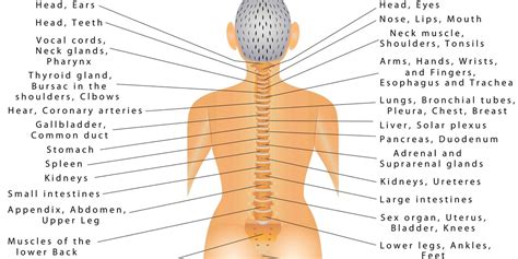 Diagram Of Common Back Bone Break - Human Body Diagram / All of the modules must be written in ...