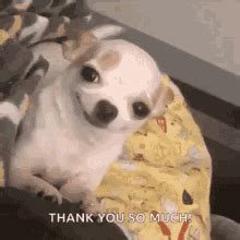 Thank You Cute Cartoon Panda Bear GIF | GIFDB.com