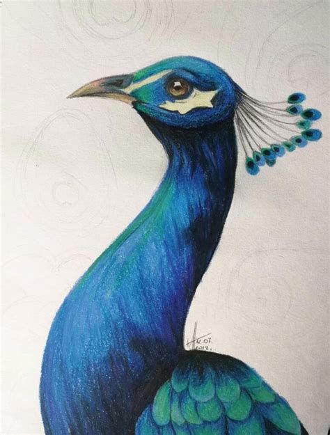 Peacock Drawing Reference and Sketches for Artists