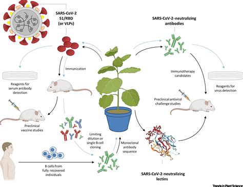 Review: Potential applications of plant biotechnology against SARS-CoV ...