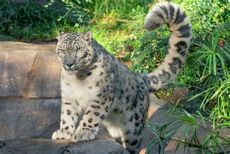 Snow leopards at Nebraska zoo die of COVID-19