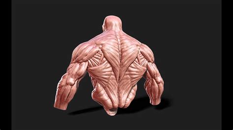 Male Muscle Anatomy 3D Model