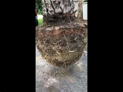 Sylvester Palm Root Ball Importance/The Tree Planters/Planted and Guaranteed/50 Years Experience ...