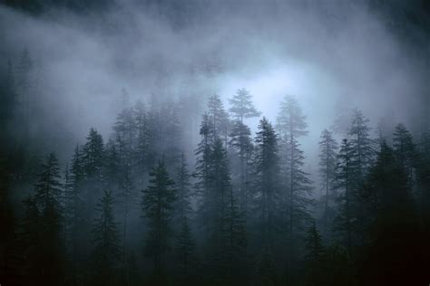 Foggy Forest wallpaper : iWallpaper