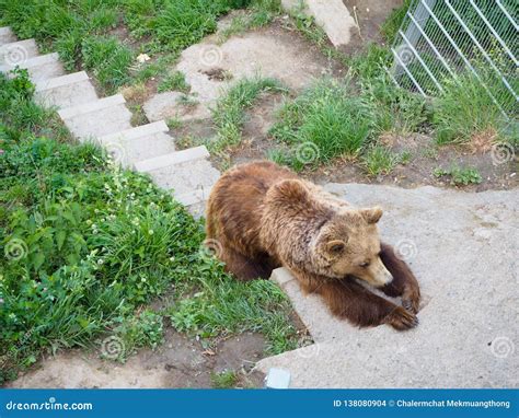 Bear in Bear Park at Bern Switzerland Stock Photo - Image of park ...