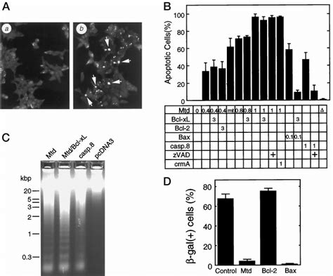 Apoptosis induced by Mtd is not inhibited by Bcl-2, Bcl-X L , or... | Download Scientific Diagram