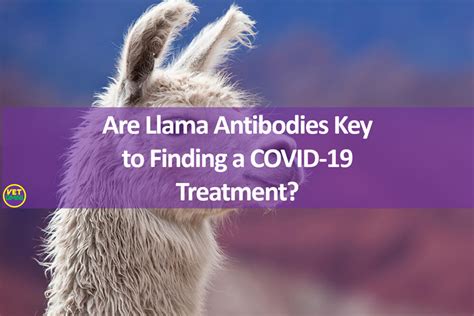 Are Llama Antibodies Key to Finding a COVID-19 Treatment?