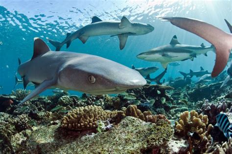 Humans Have Promoted the Reef Shark to Apex Predator | Science | Smithsonian