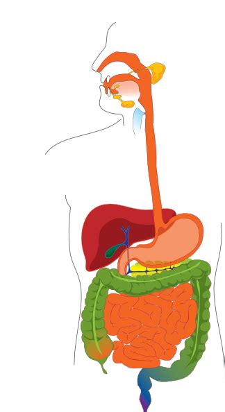 Clipart Digestive System - ClipArt Best