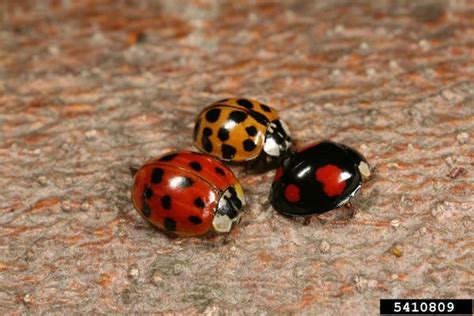 Lady Beetles | NC State Extension Publications