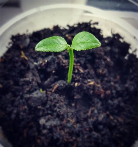 Baby lemon Tree🌱🍋 #lemon #lemontree #newlife | Plant leaves, Fruit trees, Lemon tree