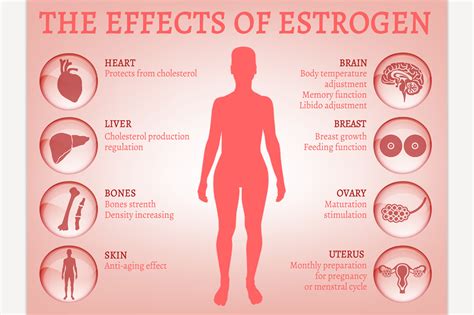 Estrogen effects Infographic | Education Illustrations ~ Creative Market