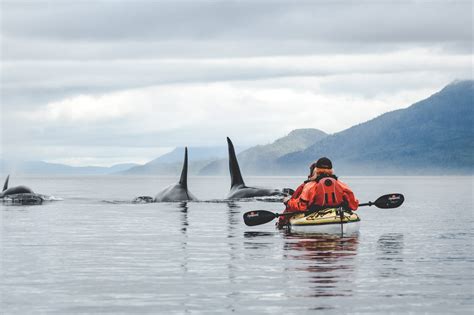 Whale Watching auf Vancouver Island: Kajaken mit Orcas