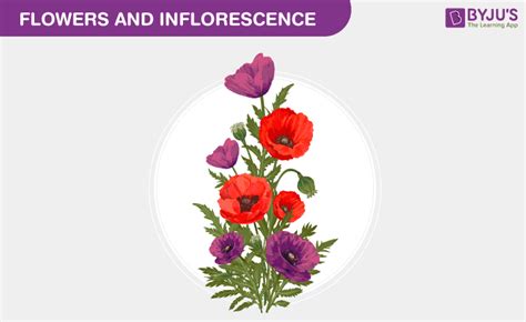 What Is Inflorescence? - Definition and Types of Inflorescence