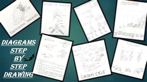 Diagram Drawing Step ByStep|Frog|Pectines|Carbon Cycle|Spermatogenesis|Torsion|Hydrosere ...