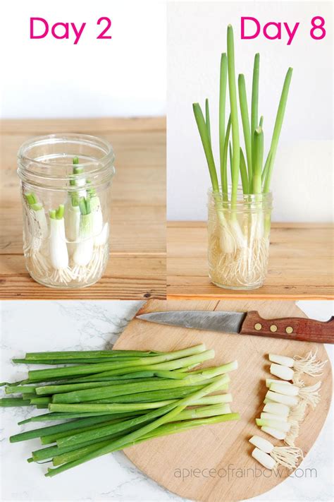 Regrow Green Onions / Scallions from Kitchen Scraps: 2 ways! - A Piece Of Rainbow