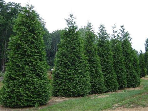 Thuja Green Giant Arborvitae 6-12 Tall 2.5 Pot - Etsy