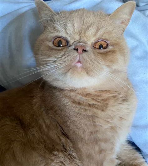 Exotic Shorthair Cat Breed : A Complete guide here