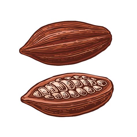 Royalty Free Cocoa Bean Clip Art, Vector Images & Illustrations - iStock