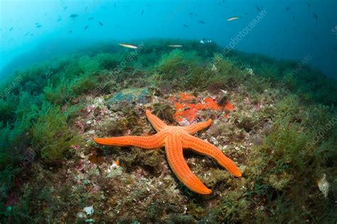 Red Starfish in Coral Reef - Stock Image - C031/6806 - Science Photo ...