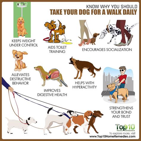 How a Daily Walk Will Improve Your Dog’s Health and Behavior | Top 10 Home Remedies