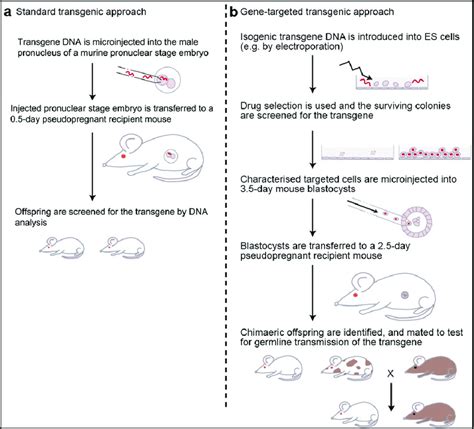 Classical methods to produce transgenic mice: (a) standard transgenic... | Download Scientific ...