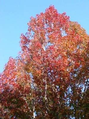 Earth Shattering Gardening: Florida Fall Foliage