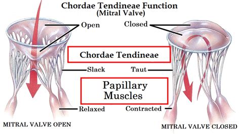 What Is The Function Of The Chordae Tendineae - Asking List