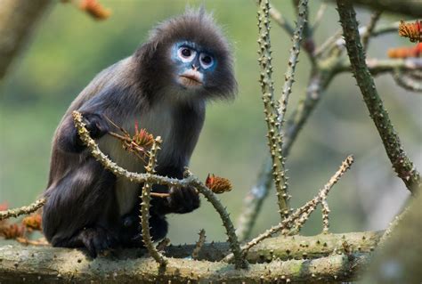 Meet the world's newest monkey species