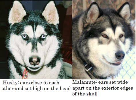 What is the Difference Between a Siberian Husky and an Alaskan Malamute? - Dog Discoveries