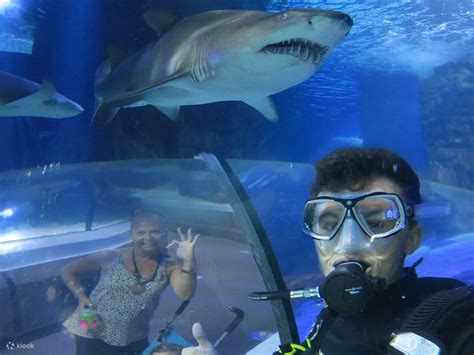 SEA LIFE Sunshine Coast Aquarium Shark Dive Xtreme Experience - Klook